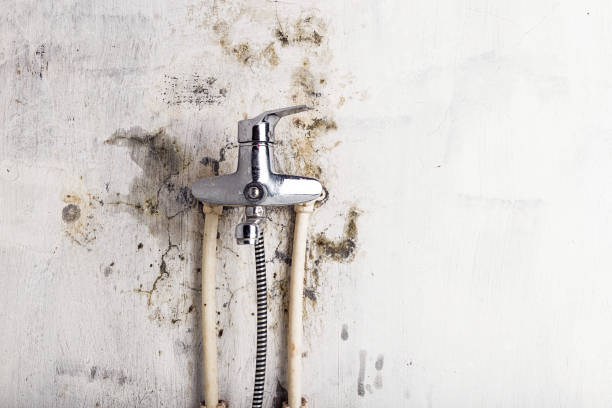 Best Same-Day Mold Removal  in Tellico Village, TN