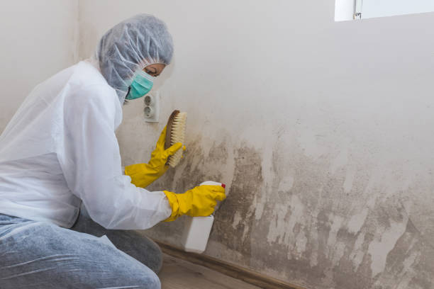 Best Fast Mold Removal  in Tellico Village, TN