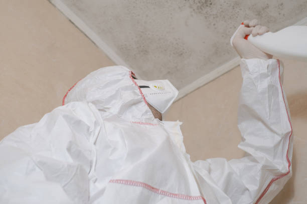 Professional Mold Removal in Tellico Village, TN