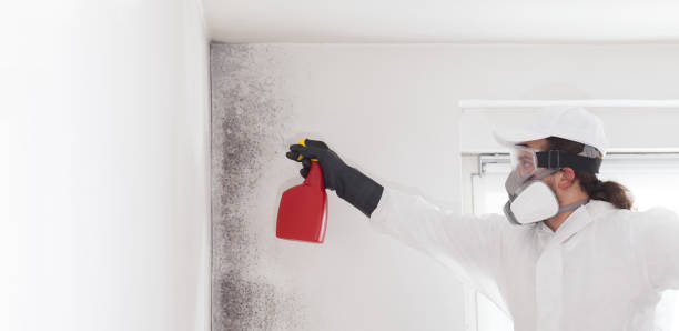 Mold Removal Process in Tellico Village, TN