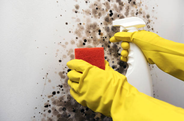 Best Local Mold Removal Service  in Tellico Village, TN